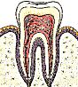 Le phosphore est important pour la dentition