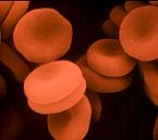 Les globules rouges ou hmaties